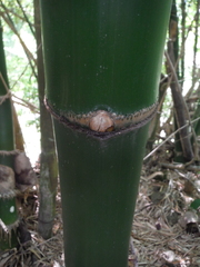 Bambusa vulgaris