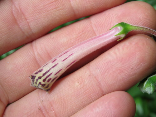 Sinningia douglasii