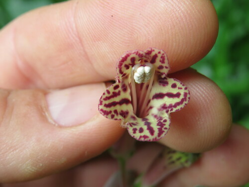 Sinningia douglasii
