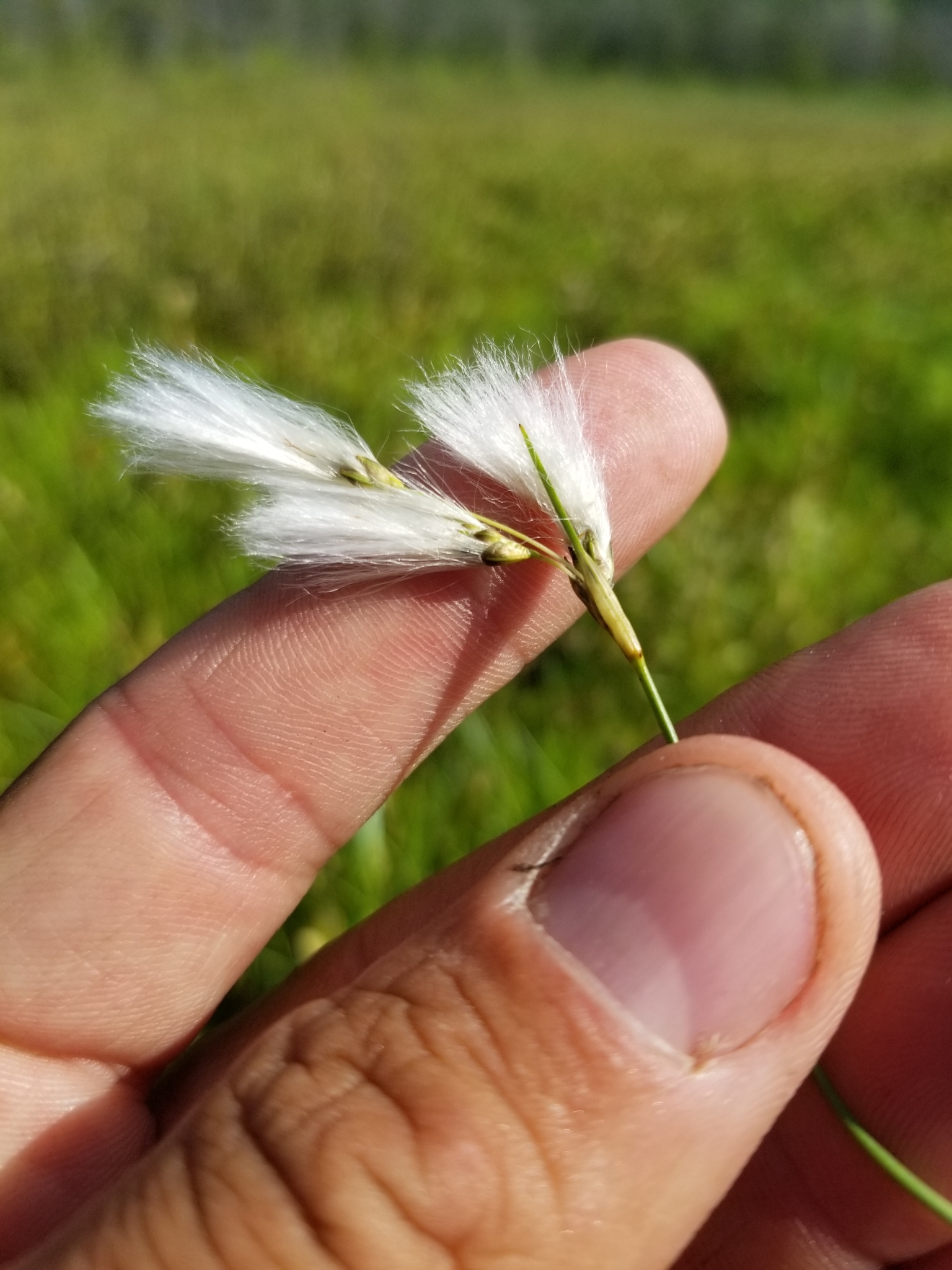 Eriophorum tenellum