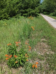 Asclepias tuberosa