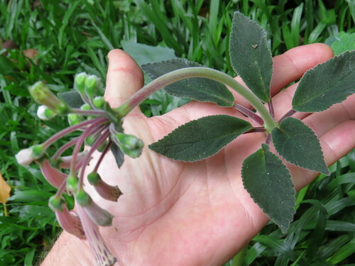 Sinningia douglasii