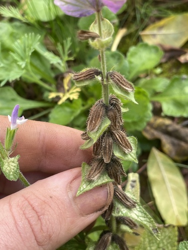 Image of Salvia viridis by no rights reserved