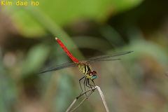 Sympetrum kunckeli