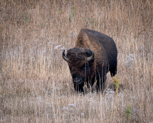 American Bison photographed in Iowa