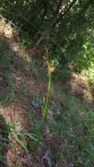 Rhynchospora inexpansa