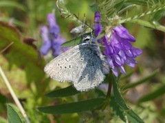 Glaucopsyche lygdamus