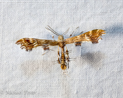 Geina periscelidactylus