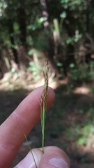 Rhynchospora inexpansa