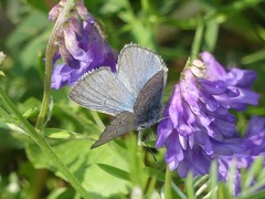 Glaucopsyche lygdamus