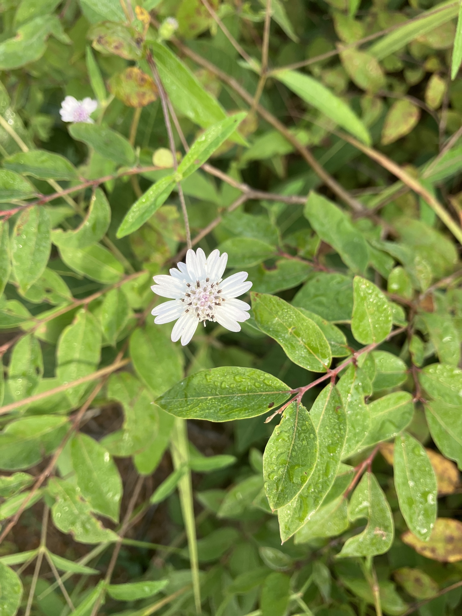 Aspilia bussei