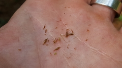 Rhynchospora inexpansa