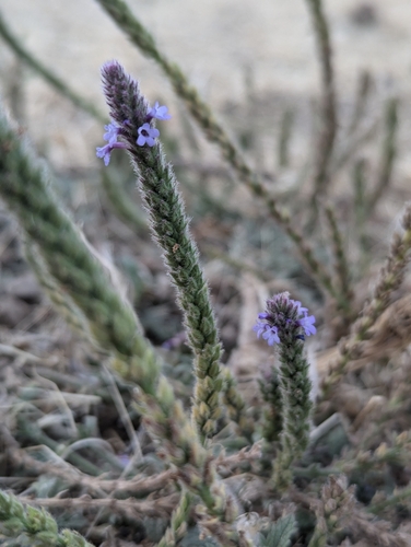 iNaturalist observation photo of western vervain