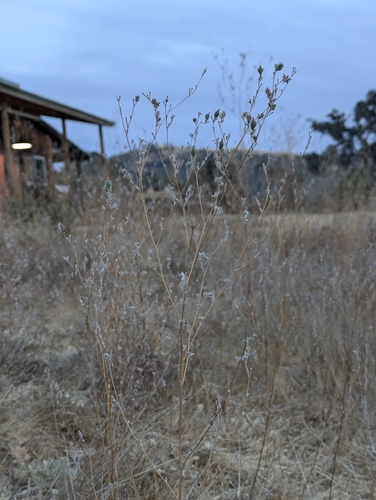 iNaturalist observation photo of common hareleaf