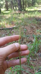 Rhynchospora inexpansa