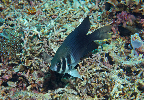 Bar-cheek damsel (Neoglyphidodon thoracotaeniatus) — Pomacentridae — 4