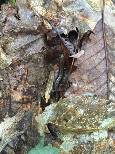 Desmognathus ochrophaeus