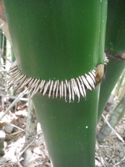 Bambusa vulgaris