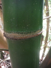 Bambusa vulgaris