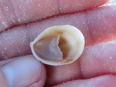 Crepidula fornicata image