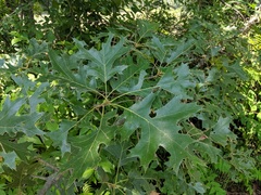 Quercus velutina