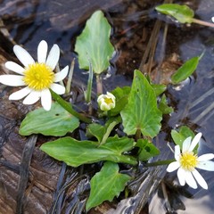 Caltha chionophila
