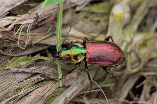 Agonum sexpunctatum (Linnaeus, 1758)