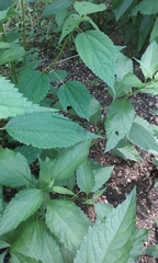 Calopteryx dimidiata