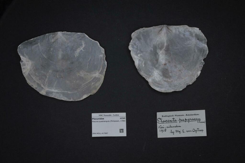 Placuna quadrangula