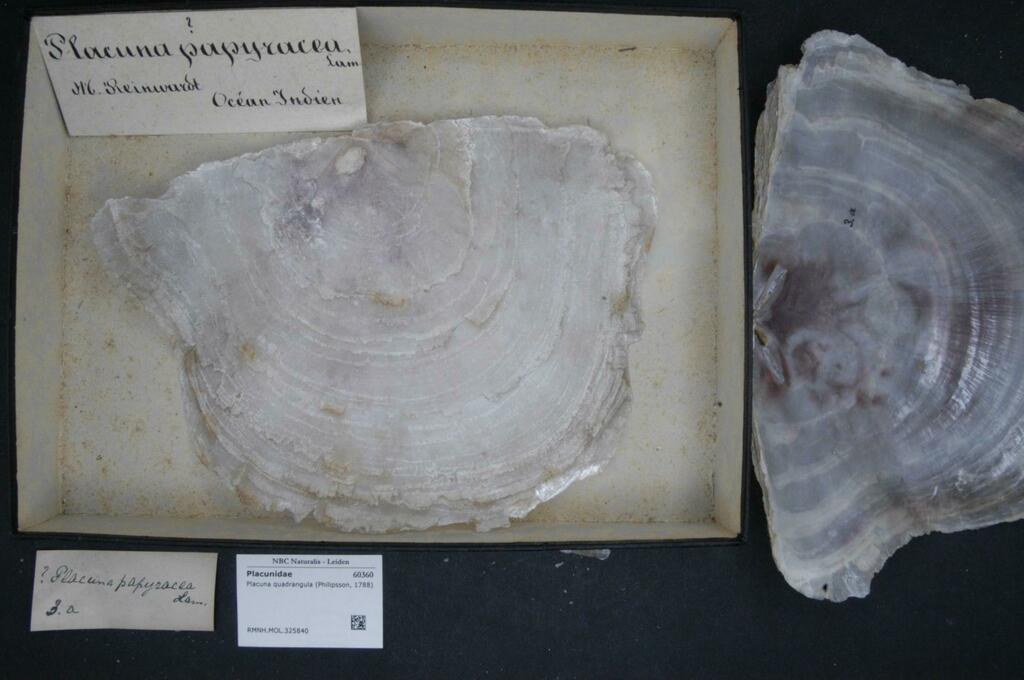 Placuna lobata