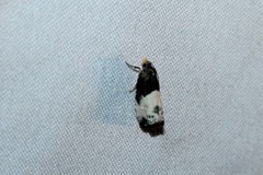 Notocelia cynosbatella