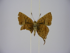 Lipaphnaeus aderna pan