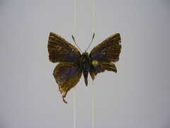 Lipaphnaeus aderna pan