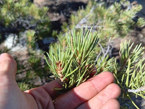 Image of Pinus californiarum by no rights reserved
