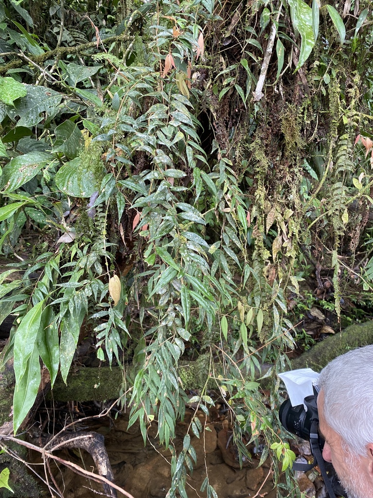 Sphyrospermum revolutum