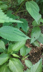 Calopteryx dimidiata