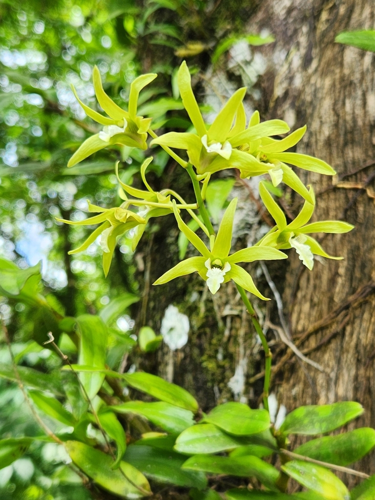Dendrobium samoense
