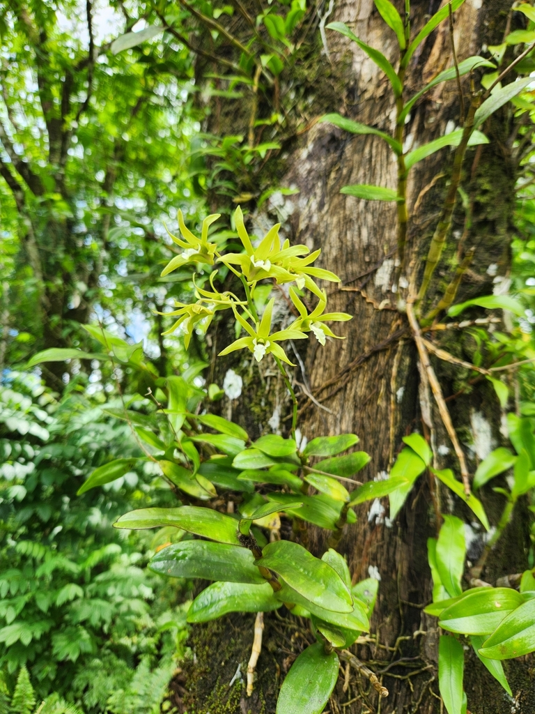 Dendrobium samoense P.J.Cribb 3