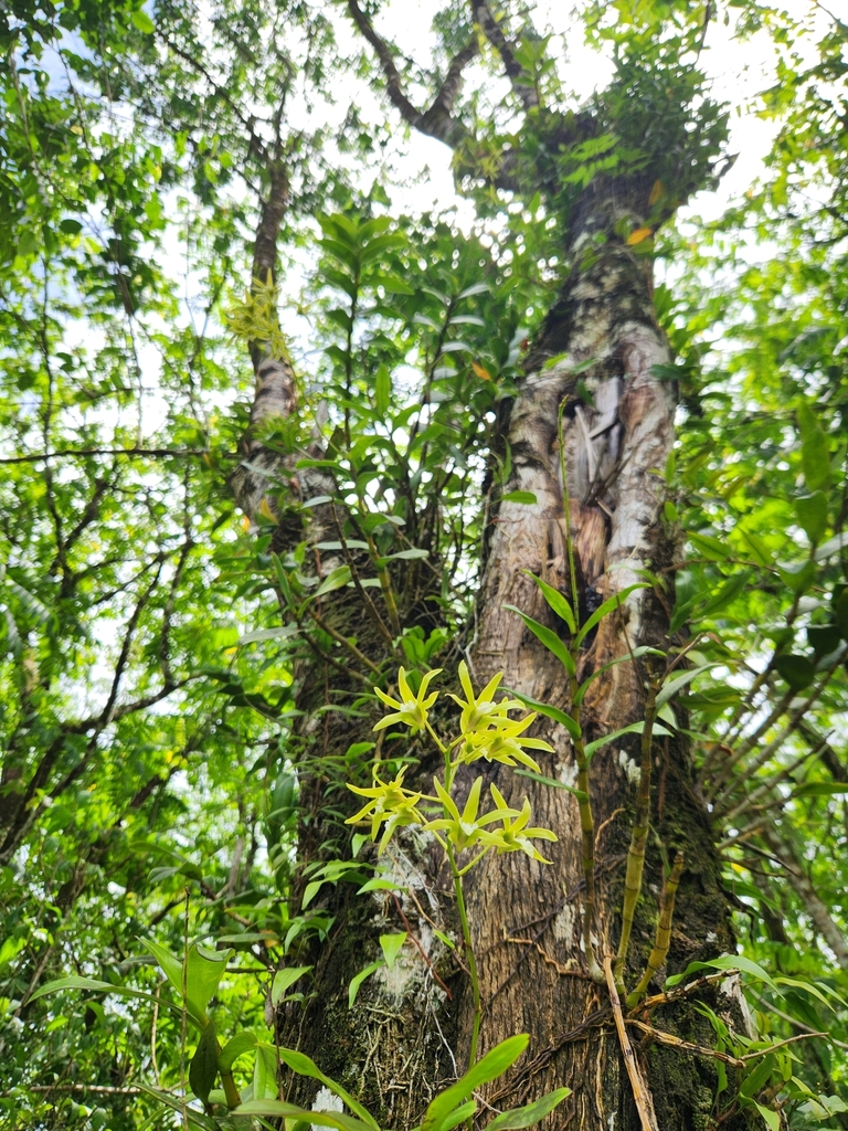 Dendrobium samoense P.J.Cribb 4