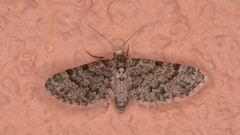 Eupithecia ornata