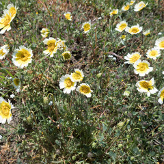 Layia gaillardioides