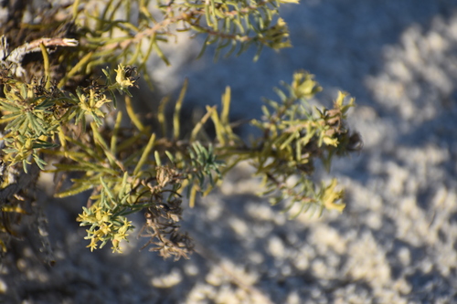 Image of Nama carnosa by no rights reserved