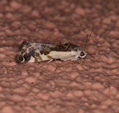 Tarache augustipennis