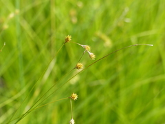 Carex foenea
