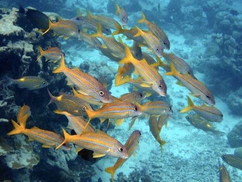 Mulloidichthys mimicus observed 2024-10-17