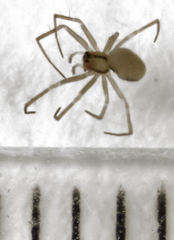 Diploplecta australis