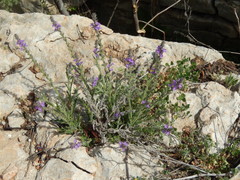 Verbena canescens