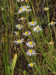 Erigeron barbellulatus