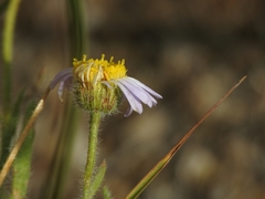 Erigeron barbellulatus
