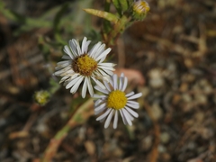 Erigeron barbellulatus